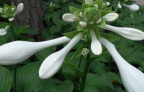 玉簪花种子价格及种植方法 玉簪花种子价格及种植方法图片