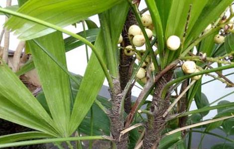 棕竹种子价格及种植方法（棕竹有种子吗）