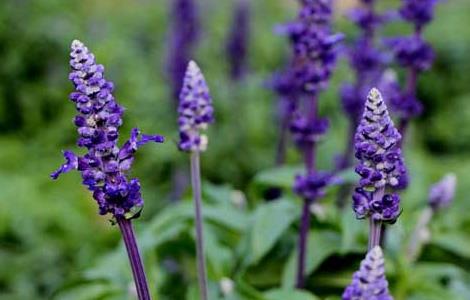 薰衣草种子哪里有卖的（薰衣草种子什么样图片）