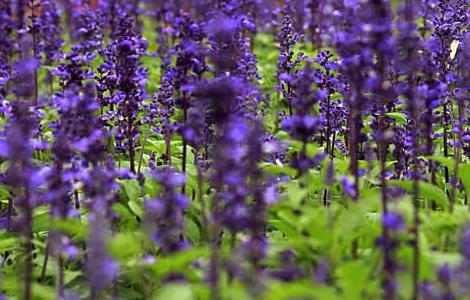 薰衣草种子哪里有卖