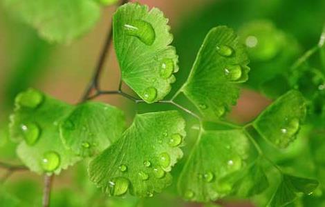 铁线蕨叶子枯萎怎么办（铁线蕨叶子发黄枯萎）