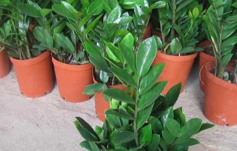 金钱树盆栽多少钱一盆（金钱树盆栽多少钱一盆?）