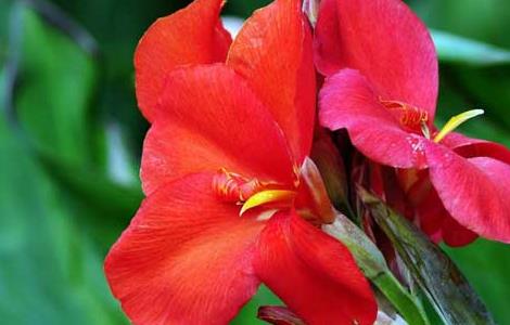 美人蕉价格及养殖方法（美人蕉价格及养殖方法图片）