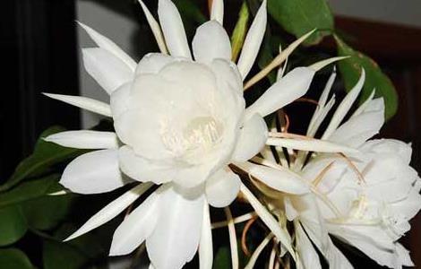 昙花种子价格及种植方法（昙花种子价格及种植方法）