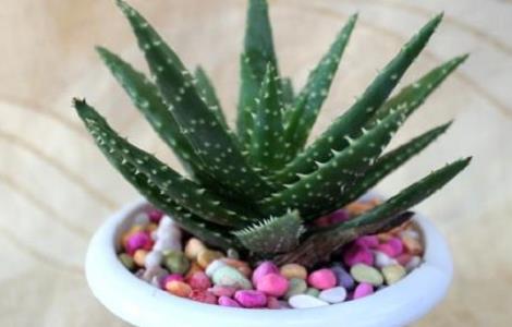 芦荟开花的条件 芦荟开花的条件有哪些