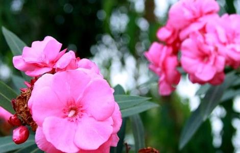 有毒的花有哪些（镇宅辟邪最厉害的植物）