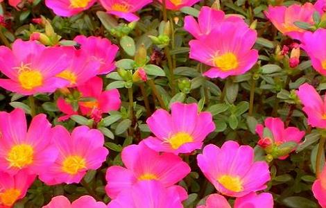 花期长的花有哪些（春节花期长的花有哪些）