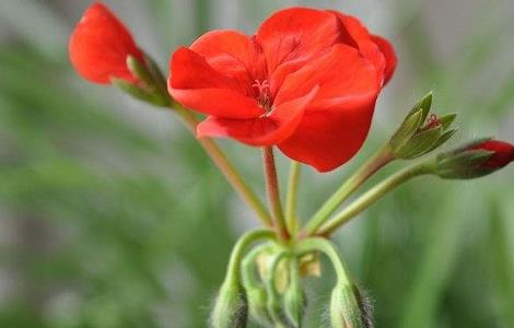 天竺葵的花语与传说(白天竺葵的花语)