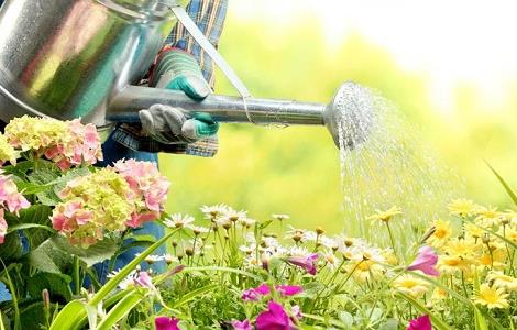怎么正确的给花浇水 怎么正确的给花浇水视频