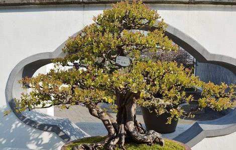 雀梅的种植技巧 雀梅的种植技巧与方法