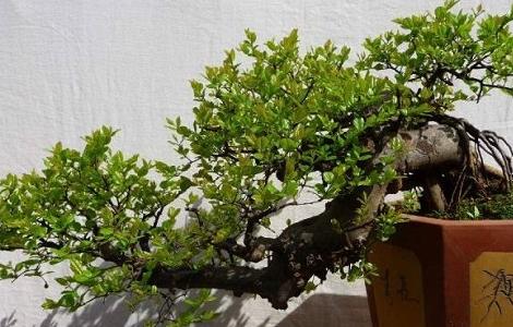 雀梅常见病虫害及防治措施（雀梅病虫害图片）