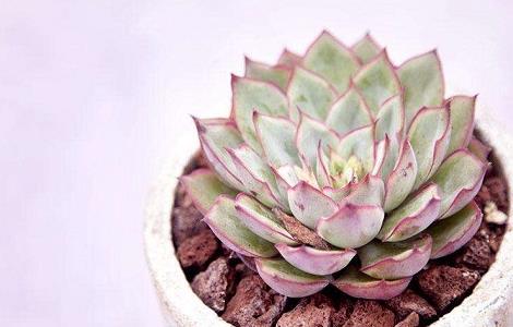 多肉冬季出现黑腐的原因（多肉冬季出现黑腐的原因有哪些）