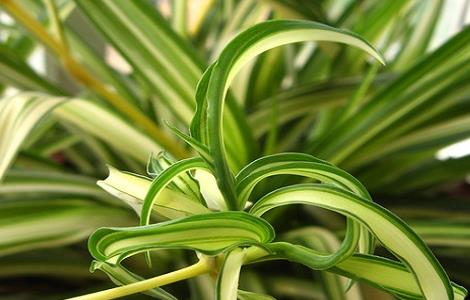 冬天适合养什么花（冬天适合养什么花在室内）