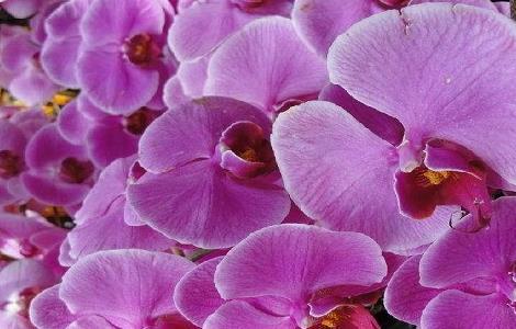 蝴蝶兰灰霉病的症状与防治 蝴蝶兰灰霉病的症状与防治方法