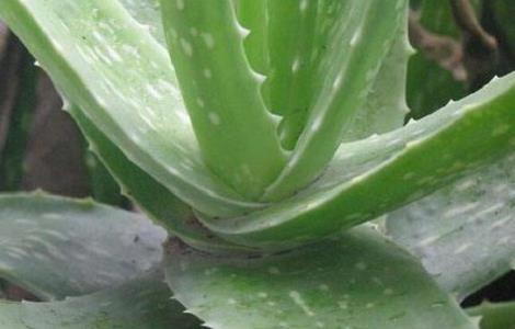 如何让芦荟安全越冬 如何让芦荟安全越冬呢