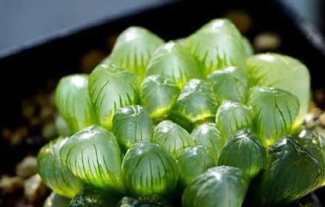 玉露干瘪之后怎么办（玉露干瘪徒长了怎么办）