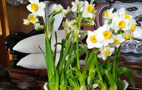 如何让水仙在元旦开花 想让水仙提前开花怎么办