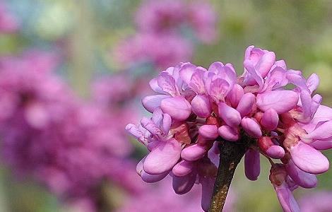 如何使紫荆在元旦开花（如何使紫荆在元旦开花）