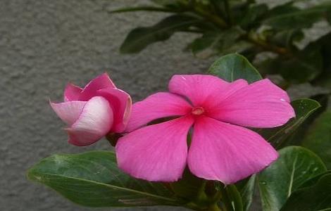 五叶梅的种植方法 五叶梅怎么种植