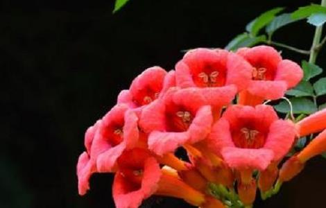 凌霄花的种植方法及注意事项 凌霄花的种植方法及注意事项图片