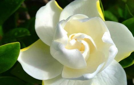 栀子花冬天会冻死吗 栀子花买回来几天叶子蔫了