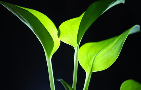 什么花不适合在室内养 什么花不适合在室内养的