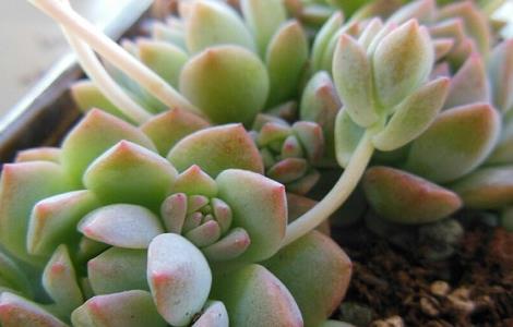 子持白莲的养殖方法和注意事项 子持白莲开花