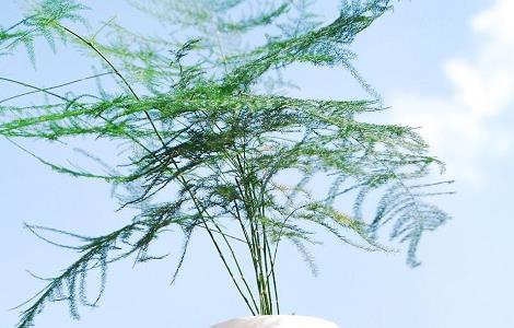 5种适合室内养的竹子 家里为什么不能养竹子