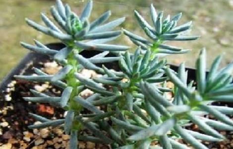 多肉塔松的养殖方法 怎样用松塔养多肉