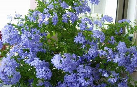 蓝雪花的养殖方法 雪兰花的养殖方法