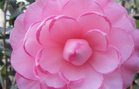 花卉换盆注意事项 花卉换盆注意事项和禁忌