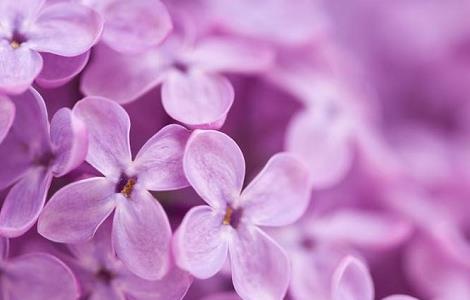 表白送什么花好(跟女朋友表白送什么花好)