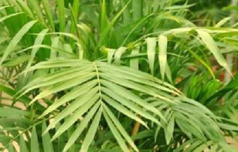 夏威夷椰子怎么浇水 夏威夷椰子怎么浇水视频