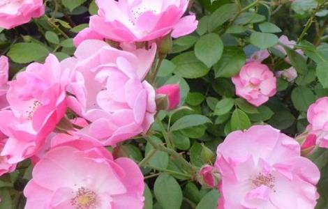 藤本月季为什么不开花 藤本月季为什么不开花了