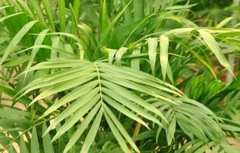 夏威夷椰子的养殖方法和注意事项 夏威夷椰子怎么养