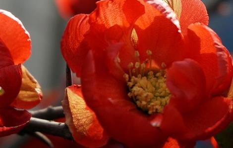 长寿海棠和长寿花区别（长寿梅与长寿海棠区别）