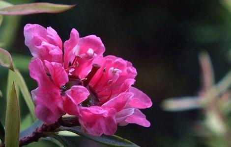 松红梅叶子干枯卷起怎么办 松红梅叶子干枯卷起怎么办视频