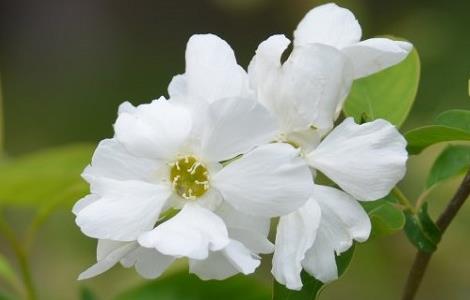 白鹃梅的养殖方法和注意事项（白鹃梅的养殖方法和注意事项）