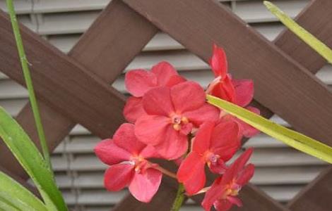 万代兰和千代兰的区别（万代兰和千代兰的区别）