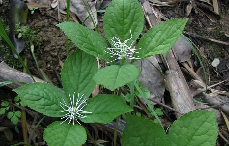 金粟兰的功效与作用（金粟兰的功效与作用及偏方）