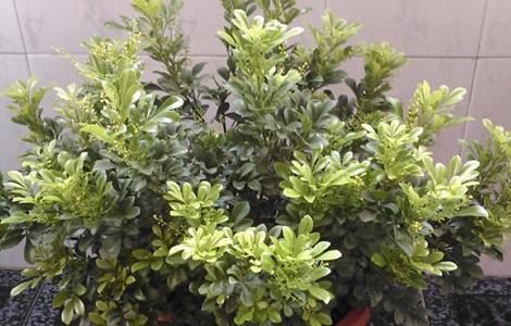 米兰叶子发黑怎么办（米兰叶子发黑怎么办呢）