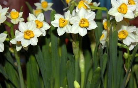 冬季水仙花的养殖方法（冬季水仙花怎么种植方法）