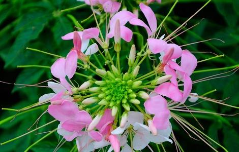 醉蝶花的花语是什么 醉蝶花的花语和寓意