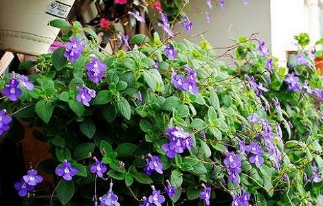 海豚花的养殖方法 海豚花的养殖方法爆盆