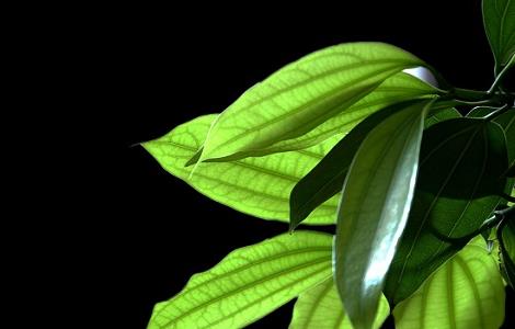 平安树烂根怎么办(平安树烂根怎么办,平安树烂根处理方法)