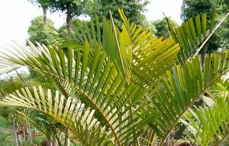 散尾葵叶子发黑干枯怎么办（散尾葵叶子发黑干枯怎么办啊）