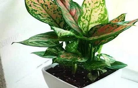 如意皇后叶子发黄怎么办 如意皇后黄叶了怎么办