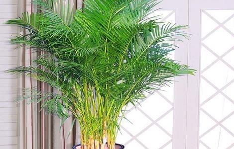 夏威夷椰子叶片发黄怎么办 夏威夷椰子叶片发黄怎么办呢