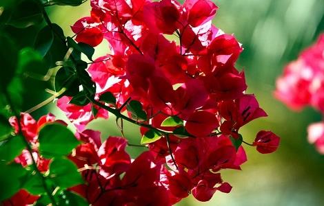 三角梅烂根的处理办法(三角梅有点烂根该怎么办)