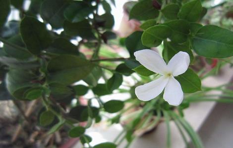 铁茉莉的修剪与造型 铁茉莉的修剪与造型图片